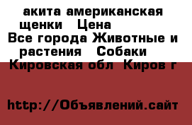 акита американская.щенки › Цена ­ 75 000 - Все города Животные и растения » Собаки   . Кировская обл.,Киров г.